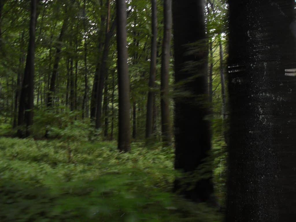 Wald entlang des Diemelradweges