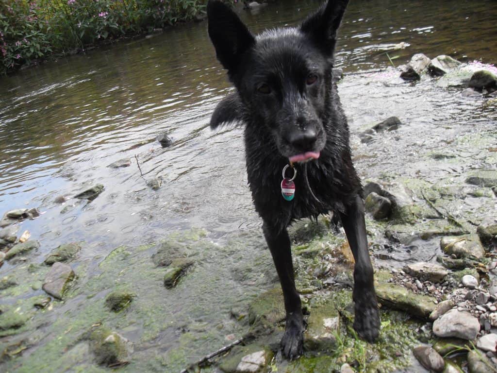 Hund im Fluss